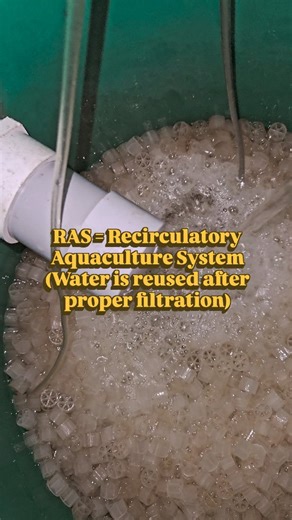 Rakhi Prabhul on Instagram: "RAS 🦀..., Ep 06 UL 37/365 . . RAS = Recirculatory Aquaculture System (Water is reused after proper filtration) RAS system consists of..... 🦀 . . *Crab Rooms 🦀 – Place where crabs live. * Mechanical filter – For the Filtration of left over feed and other wastes * Bio filter – Converts harmful ammonia into safer compounds using beneficial bacteria[MBBR] *Air / oxygen system – Gives oxygen to crabs. *Water circulation pump – Keeps water moving. * Filtration tank – St