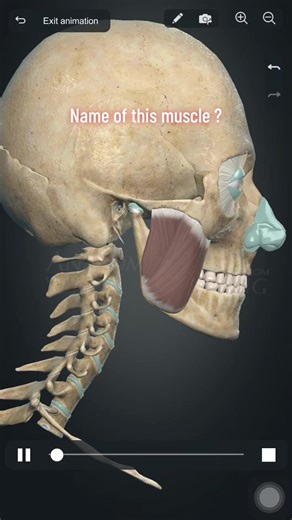 Exploring the Anatomy of Muscles in Medicine