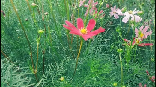 #даша_путешественница_