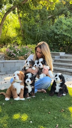 Bernedoodles aren’t just a mix…they’re a thoughtful blend of health, temperament, and heart. 🧡 By pairing the loyal Bernese Mountain Dog with the intelligent, low-shedding Poodle, we get the best of both worlds. • • • #bernedoodle #bernedoodles #bernedoodlesofinstagram #doodlelove #bernedoodlelove #puppylove #puppiesofinstagram #doodle #puppy #puppies #rockyroaddoodles #doodlelife #familydog #ethicalbreeding #dogsofinsta #dogsofinstagram #bernedoodledaily #dogsdaily #reelsdaily #dailyreels | Ro