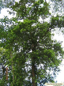 Podocarpus guatemalensis - Alchetron, the free social encyclopedia