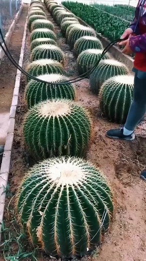 Why Cactus Is Dangerous #reels #facts #shorts | universal facts