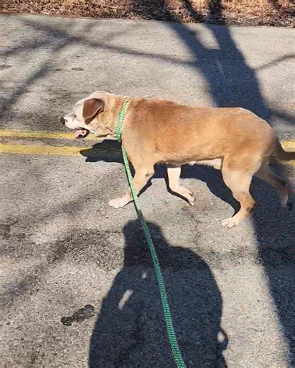 Hopewell Animal Services on Reels