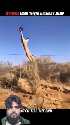Others Jump High... Tigers Jump the Highest🐅🔥#viralvideo #viralshorts