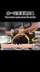 5.5K reactions · 211 shares | 水龜缸的水要加到多高？ 跌倒後是關鍵 How high should the water in a turtle tank be filled? #pets #aquarium #fishtank #turtle #shorts | A C 草影水族 | Facebook