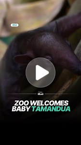 5.4K views · 41 reactions | What an adorable new addition 殺 | Daily Mail Video | Facebook