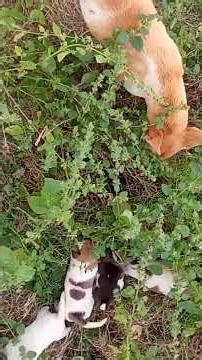 పిల్లలను కంటికి రెప్పలా కపాడు కుంటున్న తల్లి