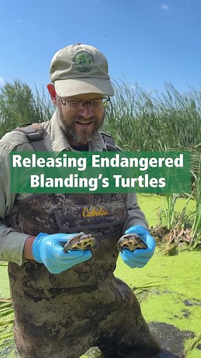 8.1K views · 299 reactions |  Endangered Blanding’s turtles hatched from our head-start program and raised at Shedd Aquarium got released into the wild. Good luck to this year’s batch of turtles! #turtle #conservation #youreonyourownkid | Forest Preserve District of DuPage County | Facebook
