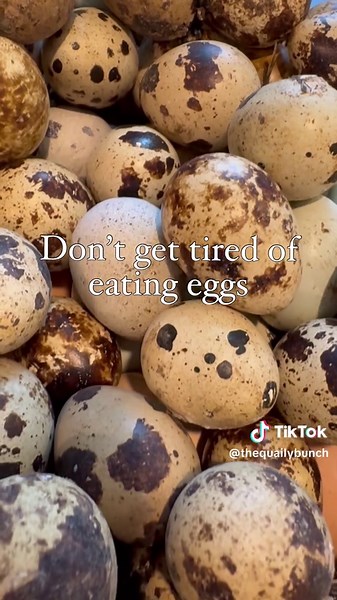 3 things NOT to do when raising quail #quail #coturnixquail #coturnixcoturnix #coturnixjaponica #birdlover #birdfreaks #adorableanimals #coturnixquailofinstagram #quailofinstagram #quailsofinstagram #quailtok #thequailybunch #homeschool #homestead #homesteading #homesteadlife #cuteanimals #kwekkwek #farmersmarket #babyanimals #cuteanimals #quailcity #quaileggs