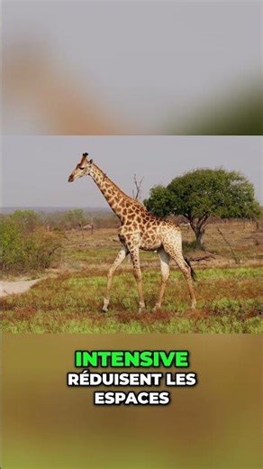 Giraffes in danger: the urgent need for their preservation in Africa