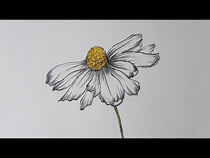 Daisy Flower Drawing | How to Draw Daisy
