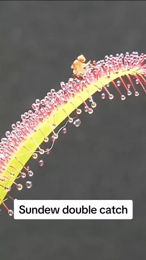 Drosera gets a fly and a moth？ afterwards #timelapse #zeitraffer #drosera_capensis #drosera #sundew #carnivorousplants #carnivoresoftheworld #plants #reels #reelsviral #reelsinstagram #reelsvideo #trendingnow #reelsvideo #Facebookreelscontest | Carnivorous Plants
