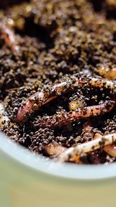 85K views · 619 reactions | PREPARE TOUR BAIT CORRECTLY! 缾 Getting your bait right is no secret when it comes to catching more fish! Mikey likes to think a little bit more into his bait prep when it comes to worm fishing! . There’s plenty more tricks and tips like this in the most recent Guru Bitesize. We take Mikey Williams to Tunnel Barn Farm, the venue where he recently won the Daiwa Pole Matsers, watch the full film now over on TackleGuruTV  | Tackle Guru | Facebook