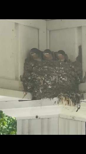 The barn swallow is the most widespread species of swallow in the world. In fact, it appears to have the largest natural distribution of any of the world's passerine, ranging over 251 million square kilometres globally. It is a distinctive passerine bird with blue upperparts and a long, deeply forked tail. Barn swallows build their nests with mud pellets and like to reuse nests year after year. Nest building takes up a lot of energy and swallows can make more than 1,000 trips in the process. New