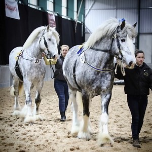 There’s something truly breathtaking about the presence of these magnificent horses. With flowing manes, powerful strides, and calm confidence, they embody strength, elegance, and teamwork. Moments like this remind us why horse shows are more than competitions—they’re celebrations of dedication, training, and the incredible bond between horse and handler. 🐎💙 #HorseShow #DraftHorses #EquineElegance #PowerAndGrace #HorseLife #EquestrianLove #MajesticHorses #InTheArena #HorseHandlers #EquineBeaut
