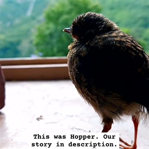 13 grams of becoming. #robin#robinbird #birdrescue #storytime #storyteller #filmmaker