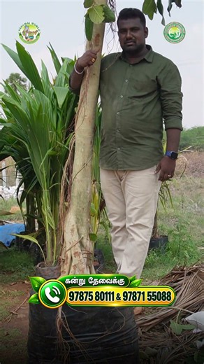 Wow, what a massive tree 😱#tree #agriculture #farming #farmers #plants