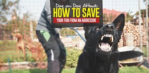 Dog on Dog Attack: How to Break Up a Dog Fight Safely and Effectively