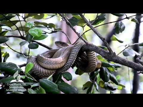 “Snake on a Stick” Sermon with Pastor Glenn Hill