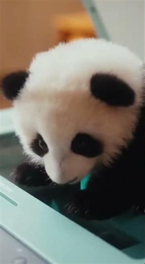 The Cutest Panda Printer Ever! 🖨️🐼 #Shorts #CutePanda