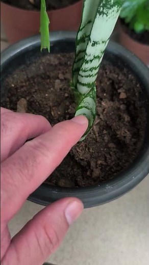 This is a cutting of a snake plant (Sansevieria trifasciata) #plant #cutting #nature #shorts