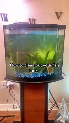 Fish Tank Cleaning: Expert Tips for a Crystal Clear Aquarium