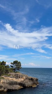 Sea and coastal rocks overgrown pine trees at summer, vertical video