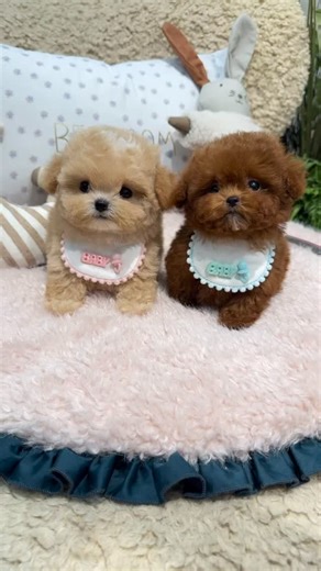 🧸🧸🧸 Fluffy creamy and brownie teddy bear | Korea teacup puppy