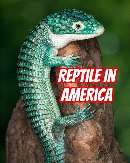 Mexican alligator lizard — the most stunning reptile in america #shorts #lizard #reptiles