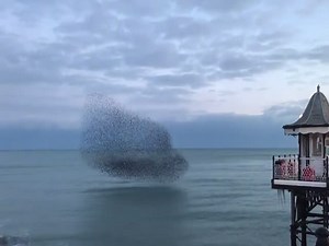 A Murmuration of European Starlings  (VIDEO)