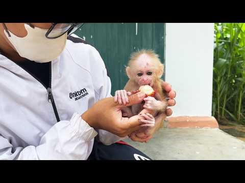 Newborn baby monkey was adopted with great affection