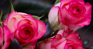 fresh bouquet of roses with red rose petals, nice fresh roses as a gift