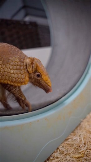 Should You Keep Armadillos As Pets? #goodtoknow #vet #medicine #educational #funfacts #lifehacks