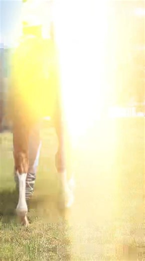 13K views · 641 reactions | Here’s a sneak peak at our yearlings consigned to the 2025 Ruidoso Select Yearling Sale August 29-30. We’ll post official Sale photos soon… stay tuned! Ruidoso Downs Race Track and Casino #fqsr #ruidososelectyearlingsale #qhracing | Fulton Quien Sabe Ranch | Facebook