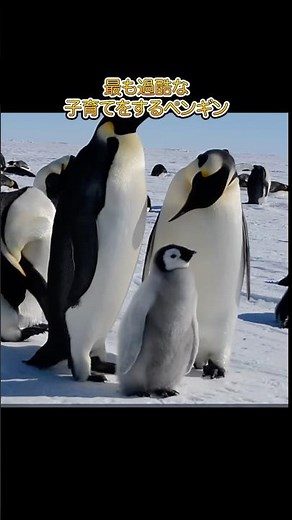 Penguin parenting is the most challenging.