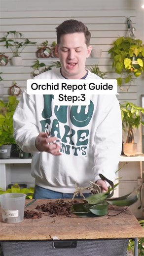 This is my thought process and methods to repotting phalaenopsis orchids This is the third part of #houseplants #plantpeople #planttips #plants #plantlife #gardening #plantlover | Tanner The Planter