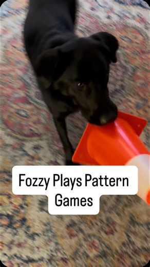Forward with Fozzy on Instagram: "Pattern games are simple, repeatable training sequences that help dogs build emotional regulation, confidence, and focus. Fozzy is a working guide dog and he loves to stay busy! He demonstrates a pattern game session in this video. #DogTraining #patterngames #guidedog #dogsofinstagram #smartdog [VD: The video opens in a family room. The floor is covered by a muted coral, blue, and cream bohemian-style rug, with heavy wooden furniture along the edges of the space