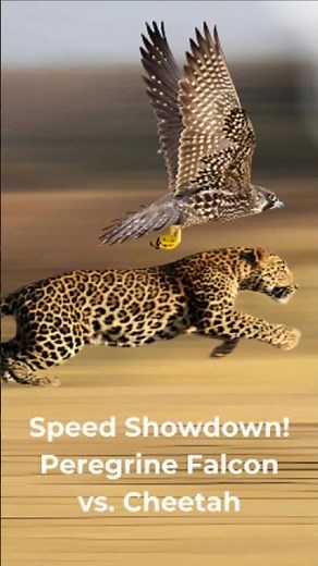 🚀 Falcon vs. Cheetah: Earth's Speed Champions BATTLE! (240 MPH vs 70 MPH) 😱