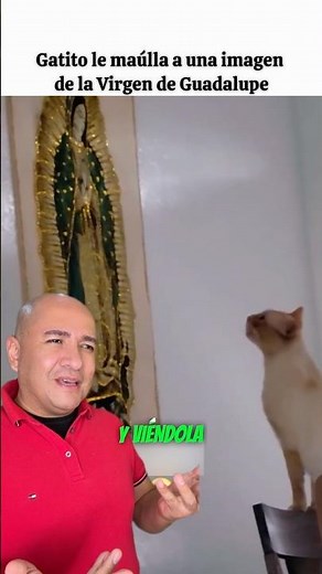 Kitten meows at an image of the Virgin Mary.