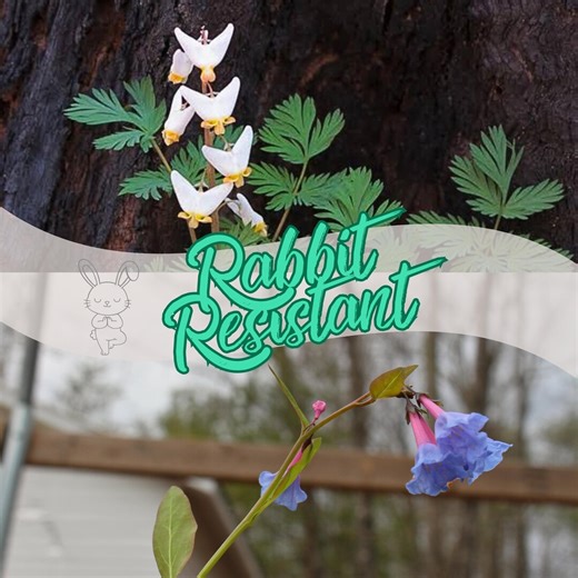 Rabbit Resistant Flower Bulb Bundle for Hardiness Zones 3-7: Dutchman’s Breeches & Virginia Bluebell - Etsy