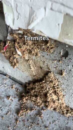 Pest Reveal: The Hidden Signs of Termites