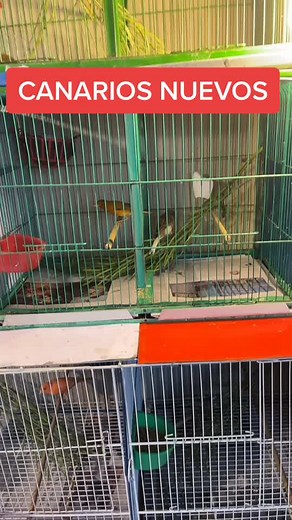 #aves #vet #birds #storytime #timelaps #animals #animal #pet #biology