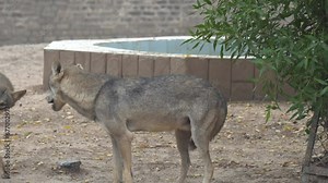 Arabian wolf Canis lupus Pakistani staring on the camera in the zoo