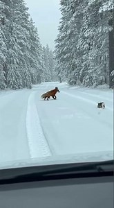 Rescuing a Fox and a Rabbit. Incredible moment caught on camera #wildlife #fox #animals