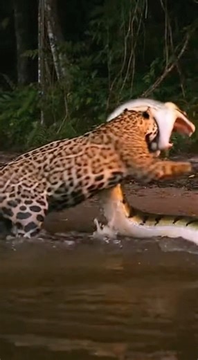 Jaguar's Deadly Game Conquering Python in Duel #wildlife #wildanimals #jaguar #rescueanimals