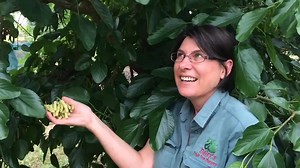 64 reactions · 16 shares | The White Shahtoot Mulberry can be up to...