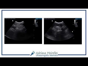 Criptorquidismo - ultrassonografia veterinária