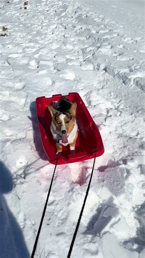 Gunner loved sledding🐶😜 #dogsledding #sledding2026 #icemageddon2026 #snowmageddon2026