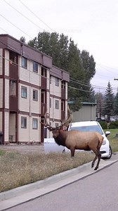 Bull elk bugling during the rut last year in Estes Park Colorado. #bullelk #elk #bugle #elkbugle #elkrut #estespark #estesparkcolorado #coloradoadventures #Colorado #wildlife #wildlifevideos #reels #fyp #foryou | Colorado Adventures