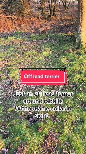Since my prong collar videos I’m getting endless videos of aversives being used on border terriers (thanks algorithm!). So just to prove it is not necessary. Here is an off lead border terrier in an area saturated with rabbits. We built connection. We built trust, we built and epic recall and we do not need an e collar to do it. #border #borderterrier #recall #offlead #dogtrainer